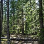McNeil Campground