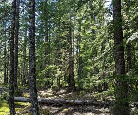 McNeil Campground