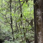Doug Fir Glen