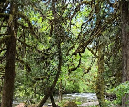 Ripplebrook Campground