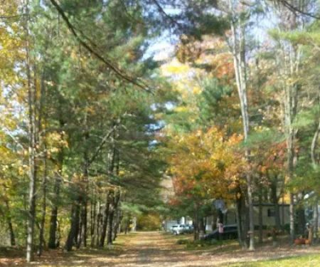 Hidden Forest Homes