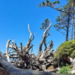 Cape Lookout Cabins