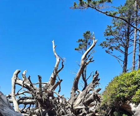 Cape Lookout Cabins