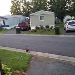 Foxwood Village