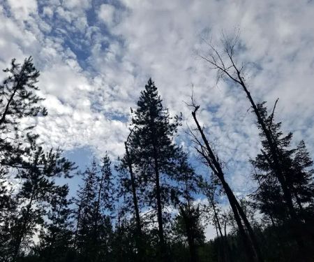 Sheep Creek Campground