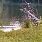 Upper Lake Creek