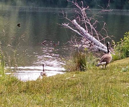 Upper Lake Creek