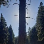Allingham Campground