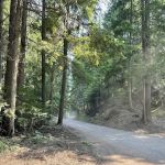 Devil’s Canopy