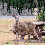 Florence, OR Elks RV Park