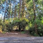 Jessie M. Honeyman Memorial State Park Campground