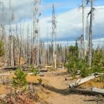Three Creek Meadow Campground & Horsecamp