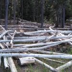 Point Campground
