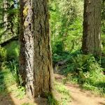 Clark Creek Organization Campground