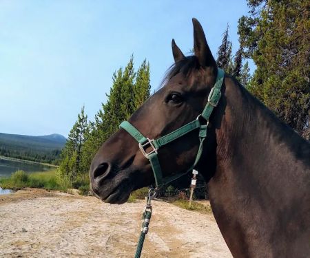 Whitefish Horse Camp