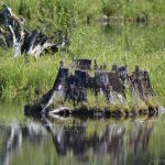 Toketee Lake Campground