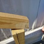 Evergreen Poplar