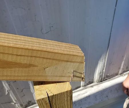 Evergreen Poplar