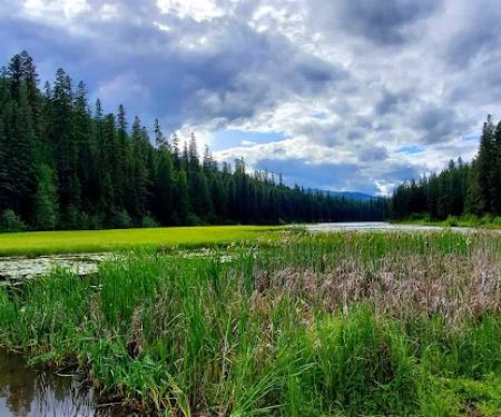Loon Lake Campground