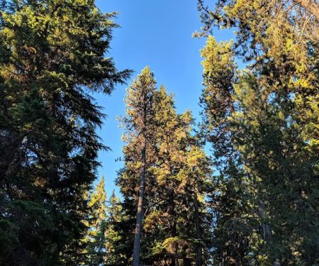 Chief Paulina Trailhead