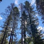 Gold Rush Campground