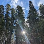 Cover Campground