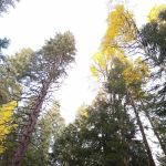 Scott Creek Campground