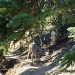 Mazama Campground