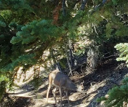 Mazama Campground