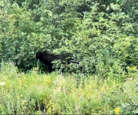 Polebridge dispersed campsites