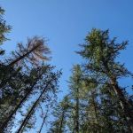 Fish Creek Campground