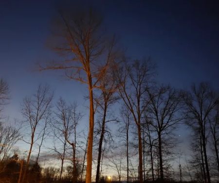 Vista Woods