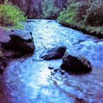 Black Bear Campground