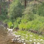 Monture Campground
