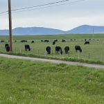 Seeley Lake Area