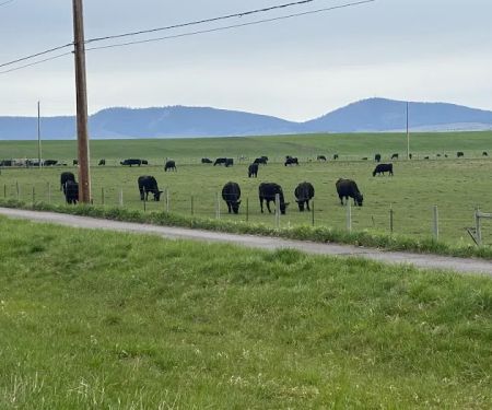 Seeley Lake Area