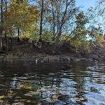Grand Ledge Ravines