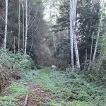Elam Camp Camp Site