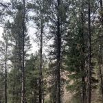 Rombo Campground