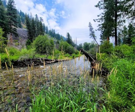 Alta Campground