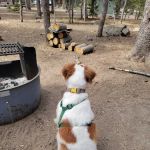 Medicine Campground