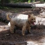 Trail Creek Campground