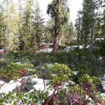 Gumboot Campground