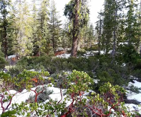 Gumboot Campground