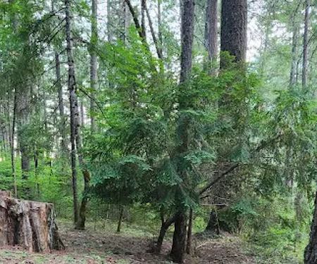 Ripstein Campground