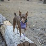 Hayward Flat Campground