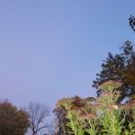 Pondarosa Community