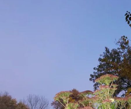 Pondarosa Community
