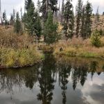 Beaver Creek Cabin