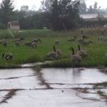 Windsor Farms